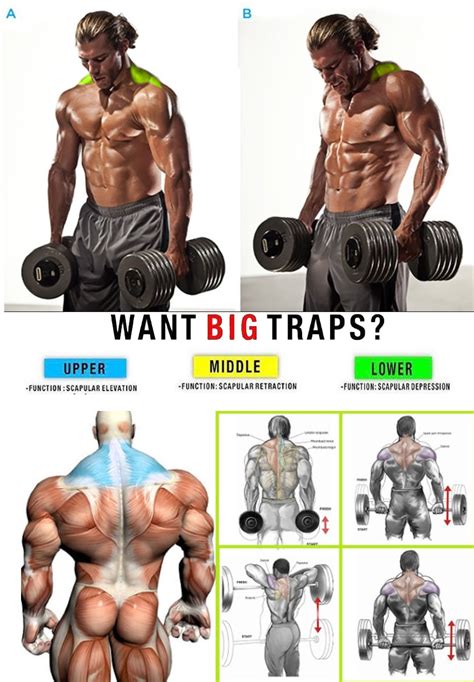 The Exercise Guide has exercise videos, photos, details, community tips and reviews to help you reach your fitness goals Main Training ... Muscles: Traps Reset finder Smith machine shrug Muscle Targeted: Traps Equipment Type: ...